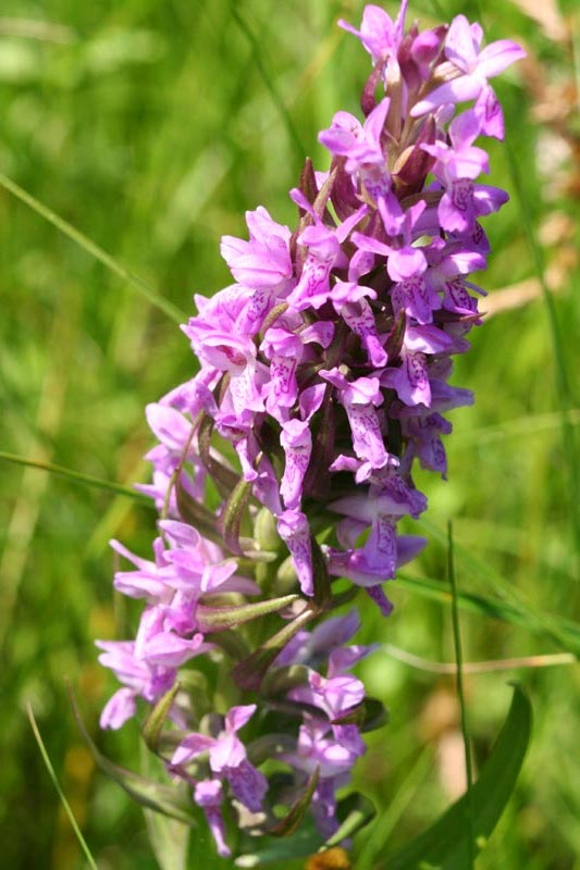 Orchidaceae Orchis